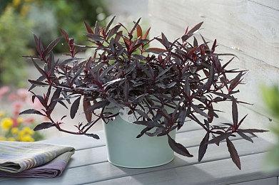 《生化危机》游戏与影视角色对比 李冰冰版艾达王美